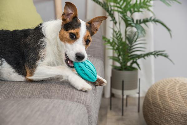 Trixie Denta Fun Rugbyball Hundespielzeug